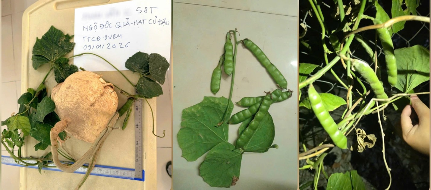 Tại sao ăn hạt cây củ đậu lại có thể gây tử vong? - Ảnh 1. củ đậu - Ảnh 1.