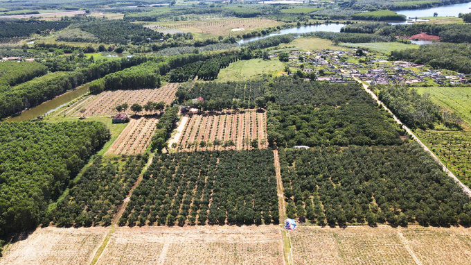 Vườn cam rộng 6 ha của ông Bế Văn Mai. Ảnh: Đắc Thành
