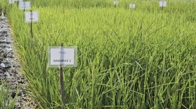 Phát minh chưa từng có của Ấn Độ làm rung chuyển ngành lương thực: Tạo ra giống lúa chỉnh sửa gen tăng 30% năng suất, sản lượng tăng thêm 4,5 triệu tấn lúa- Ảnh 1.