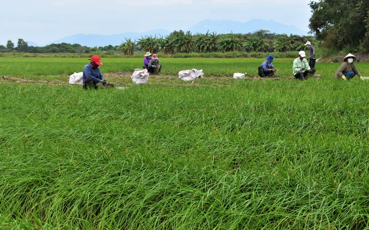 Tất bật thu hoạch kiệu Tết, nông dân Đà Nẵng vui vì được mùa, giá ổn - Ảnh 13.