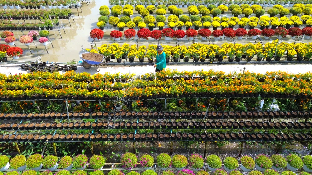 làm đẹp hoa 6.JPG