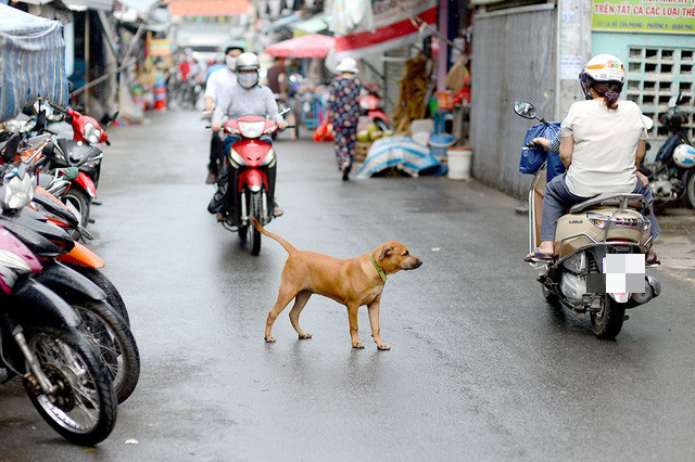 bệnh dại - Ảnh 1.