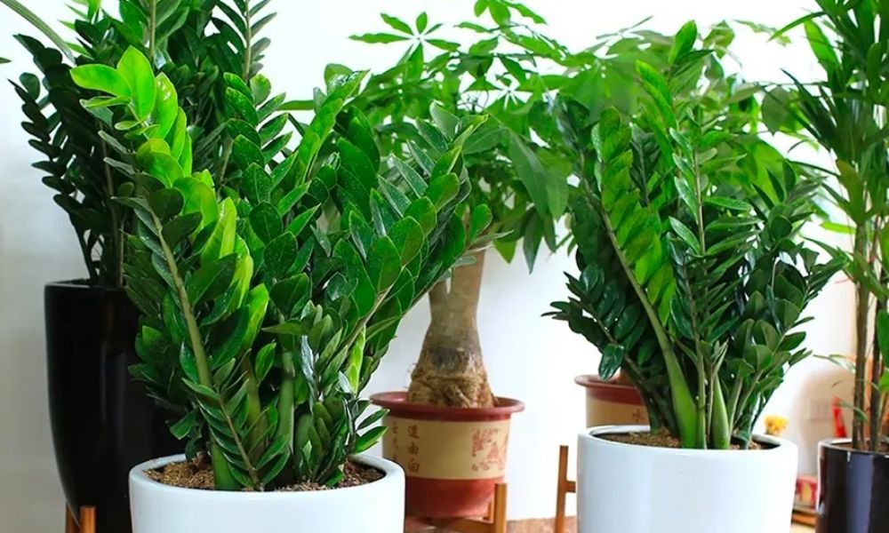 Dân làm ăn chuộng nhất 3 cây cảnh này: Thu hút tài lộc, sức khỏe gia chủ tốt lên thấy rõ- Ảnh 1.