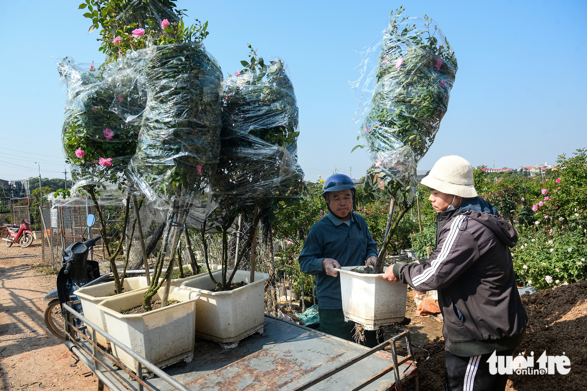giá hoa Tết Mê Linh - Ảnh 1.