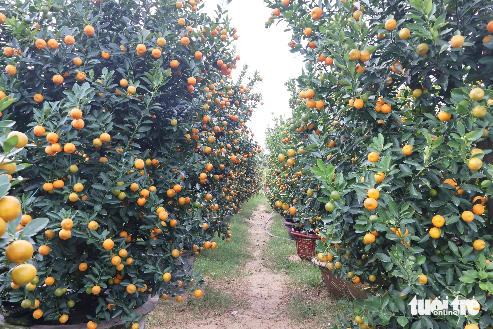 quất cảnh - Ảnh 1.