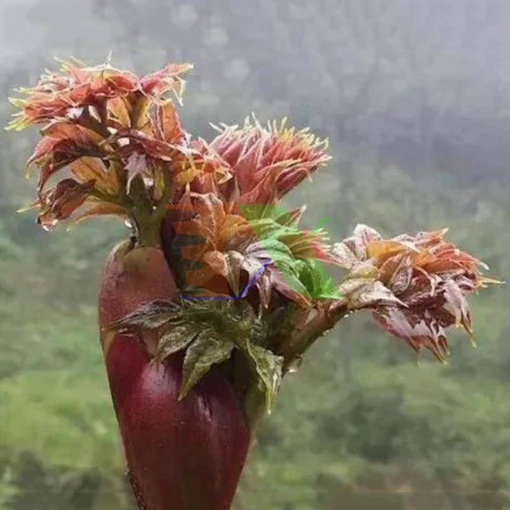 Thứ rau dại ở Việt Nam được ví cây nhân sâm, báu vật số 1 thế giới, nhiều người lại không biết mà ăn 1 Thứ rau dại ở Việt Nam được ví 'cây nhân sâm', báu vật số 1 thế giới, nhiều người lại không biết mà ăn - 1