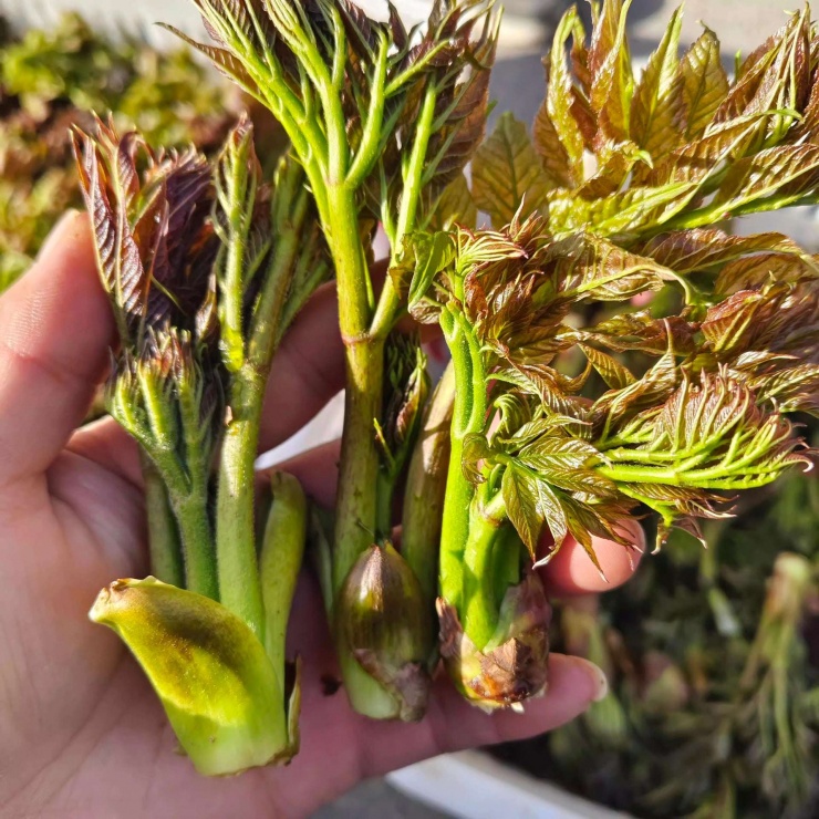 Thứ rau dại ở Việt Nam được ví cây nhân sâm, báu vật số 1 thế giới, nhiều người lại không biết mà ăn 7 Nụ thường được hái vào tháng Ba đến tháng Tư. Chồi non và thân và lá mềm, ít béo, ít đường, nhiều chất xơ, nhiều vitamin, không ô nhiễm, có màu xanh tốt cho sức khỏe là rau rừng núi rừng, được ăn như một loại rau, không chỉ có hương vị độc đáo, ngon và ngon mà còn giàu dinh dưỡng và phong phú cho cơ thể con người Cần nhiều loại axit amin như leucine, lysine, arginine, và hơn 16 loại chất dinh dưỡng vô cơ, được mệnh danh là "vua của các loại rau rừng".