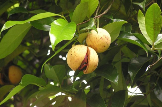 Một loại gia vị triệu đô thế giới rất hiếm nhưng Việt Nam trồng bạt ngàn: Thu về gần 33 triệu USD, 31 quốc gia liên tục săn đón- Ảnh 1.