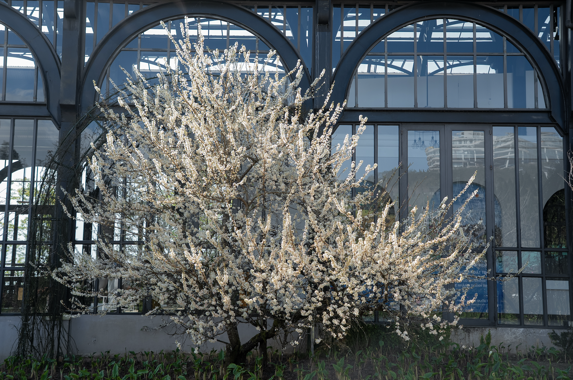 Tin vui cho hàng triệu người đi Sa Pa thời gian này- Ảnh 1.