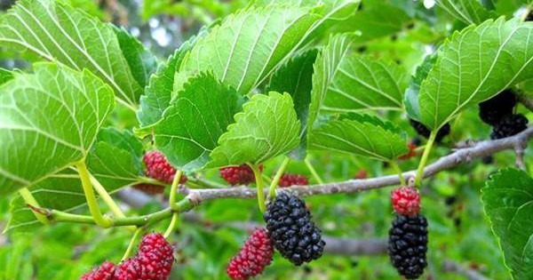 Trong san khong trong 3 cay trong nha khong treo