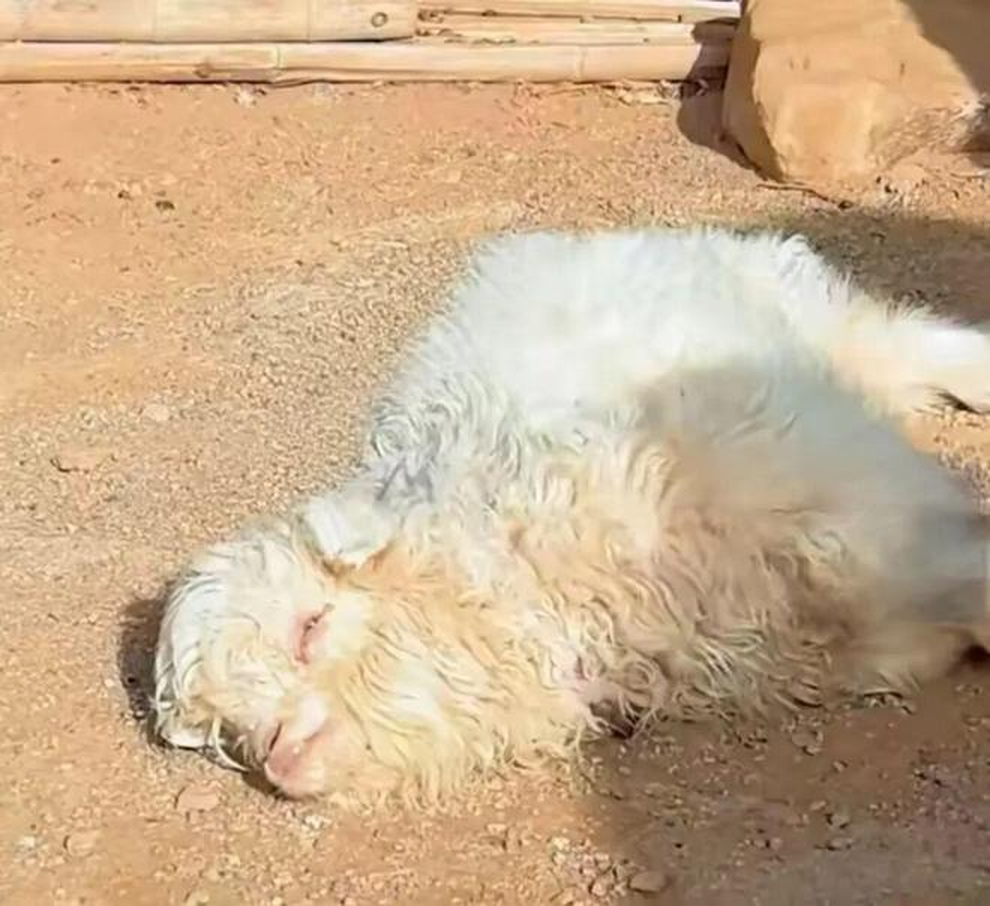 Trung Quốc: Tranh nhau mua con cừu biết giả chết khi gặp người lạ - 1