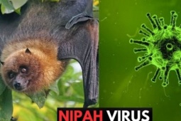 Bộ Y tế khẩn cấp yêu cầu tăng cường giám sát virus Nipah tại cửa khẩu