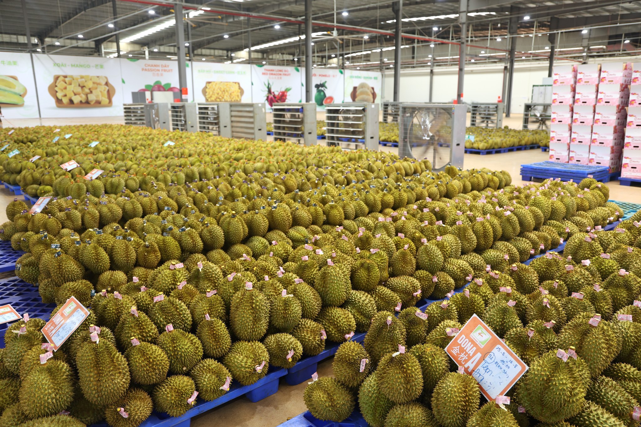 Trung Quốc tăng nhập sầu riêng Việt Nam, ngôi vương của Thái Lan bị đe dọa - Ảnh 1.