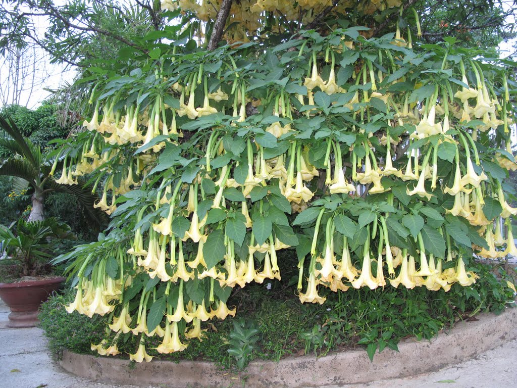 3 loài hoa đẹp mê hồn nhưng dễ “rước họa”: Tuyệt đối không nên trồng trong vườn nhà- Ảnh 2.