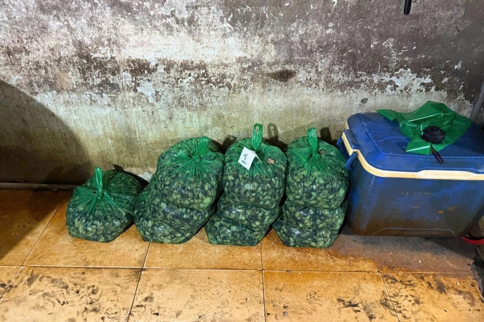 Vì sao cơ sở ngâm 3.000 tấn ốc với hóa chất tồn tại 5 năm ở TPHCM? - 1