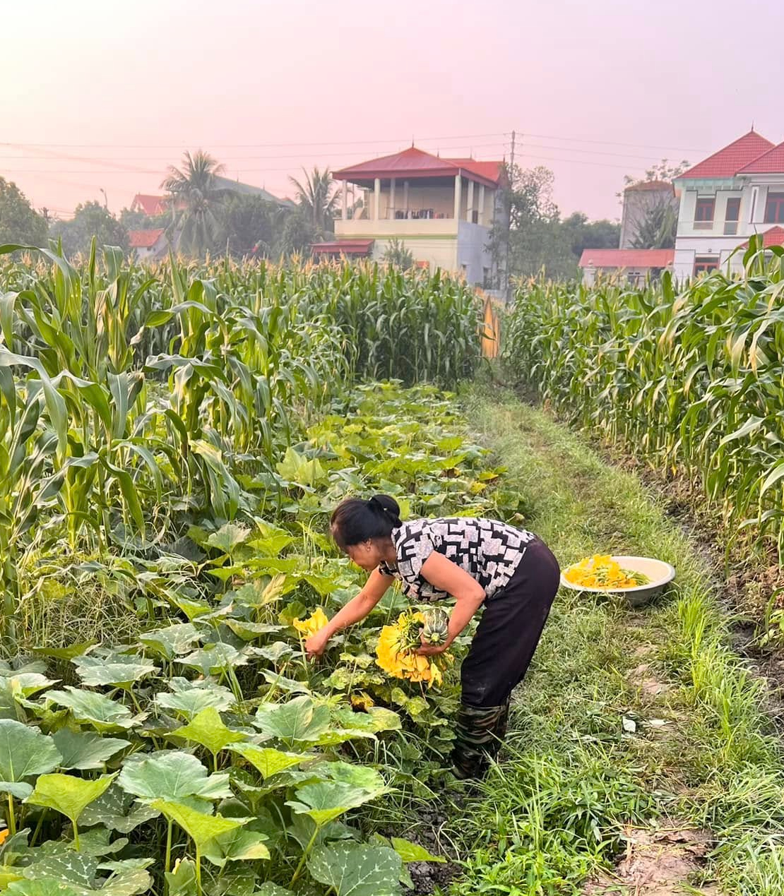 thực vật - Ảnh 1.