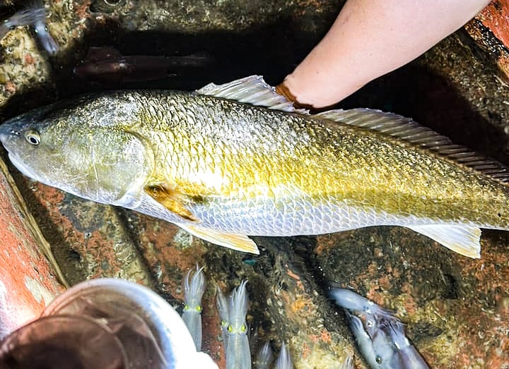 Việt Nam sở hữu loài cá vảy vàng cực đẹp, 