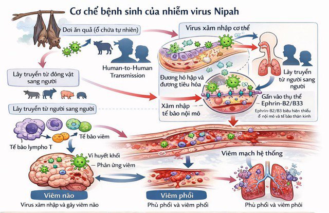 Virus Nipah - cơ chế gây bệnh và các biện pháp phòng ngừa - 1