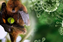 WHO cảnh báo, bệnh do virus Nipah có thể gây ra một đại dịch toàn cầu