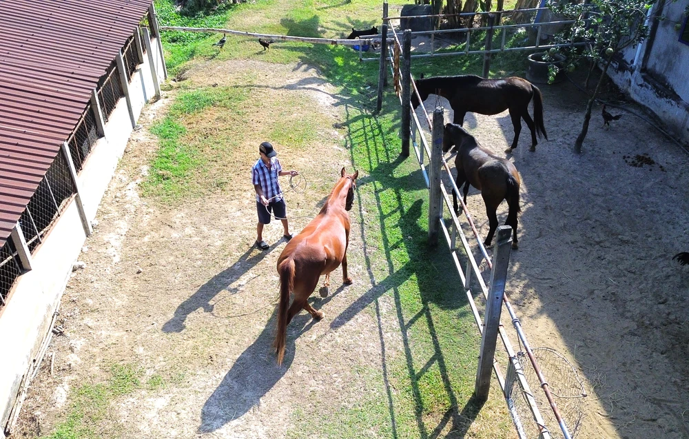Nghề nuôi ngựa Đức Hòa vẫn tồn tại với thời gian. Ngựa Đức Hòa 1.JPG