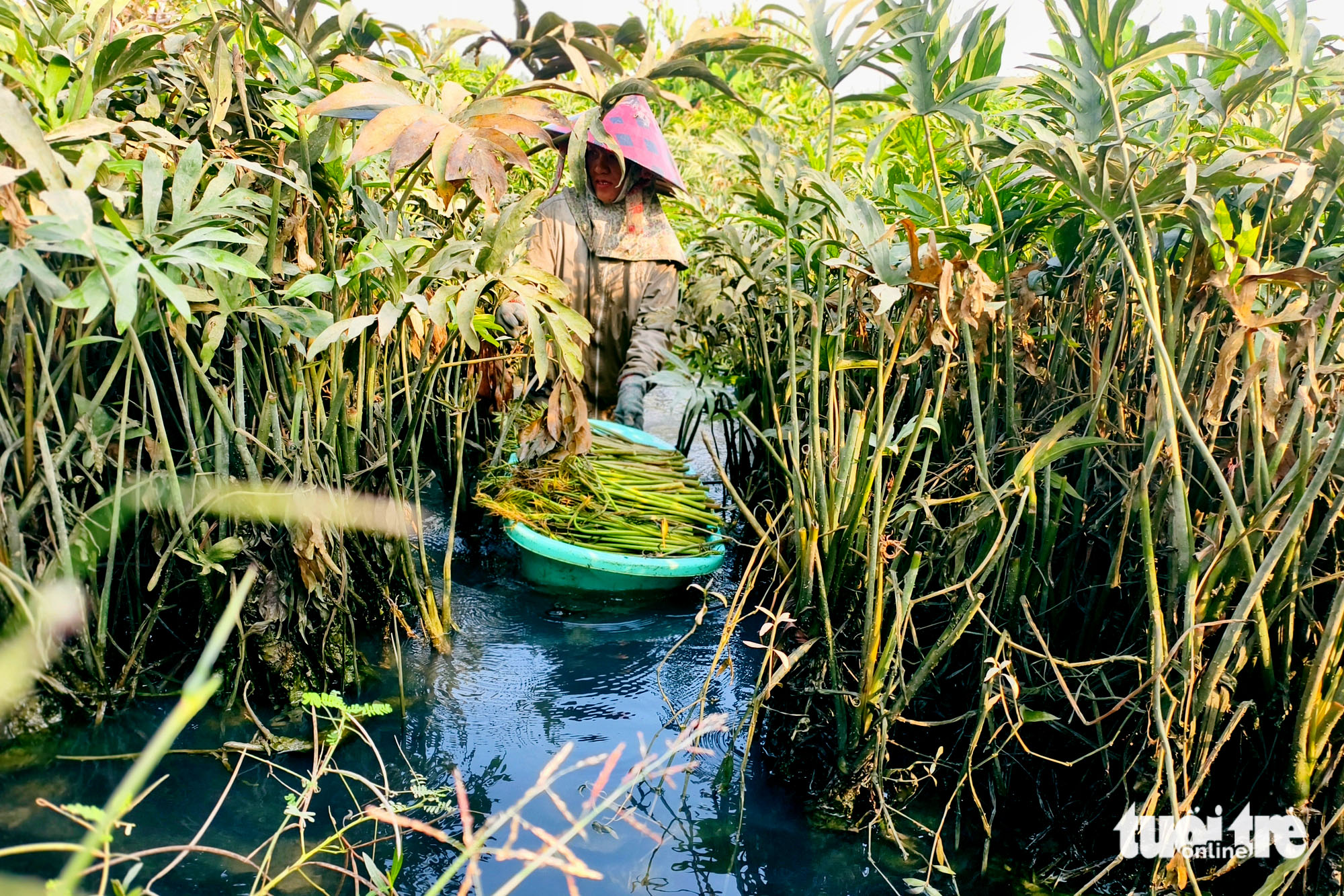 Xã Bình Mỹ, TP.HCM gắn phát triển rau đặc sản với du lịch cộng đồng - Ảnh 1.