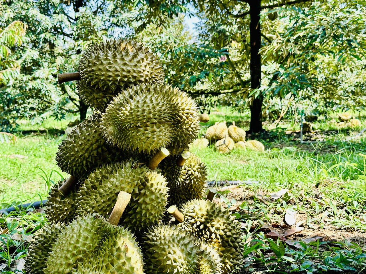 Xuất khẩu thông luồng, giá sầu riêng liên tục tăng - Ảnh 1.