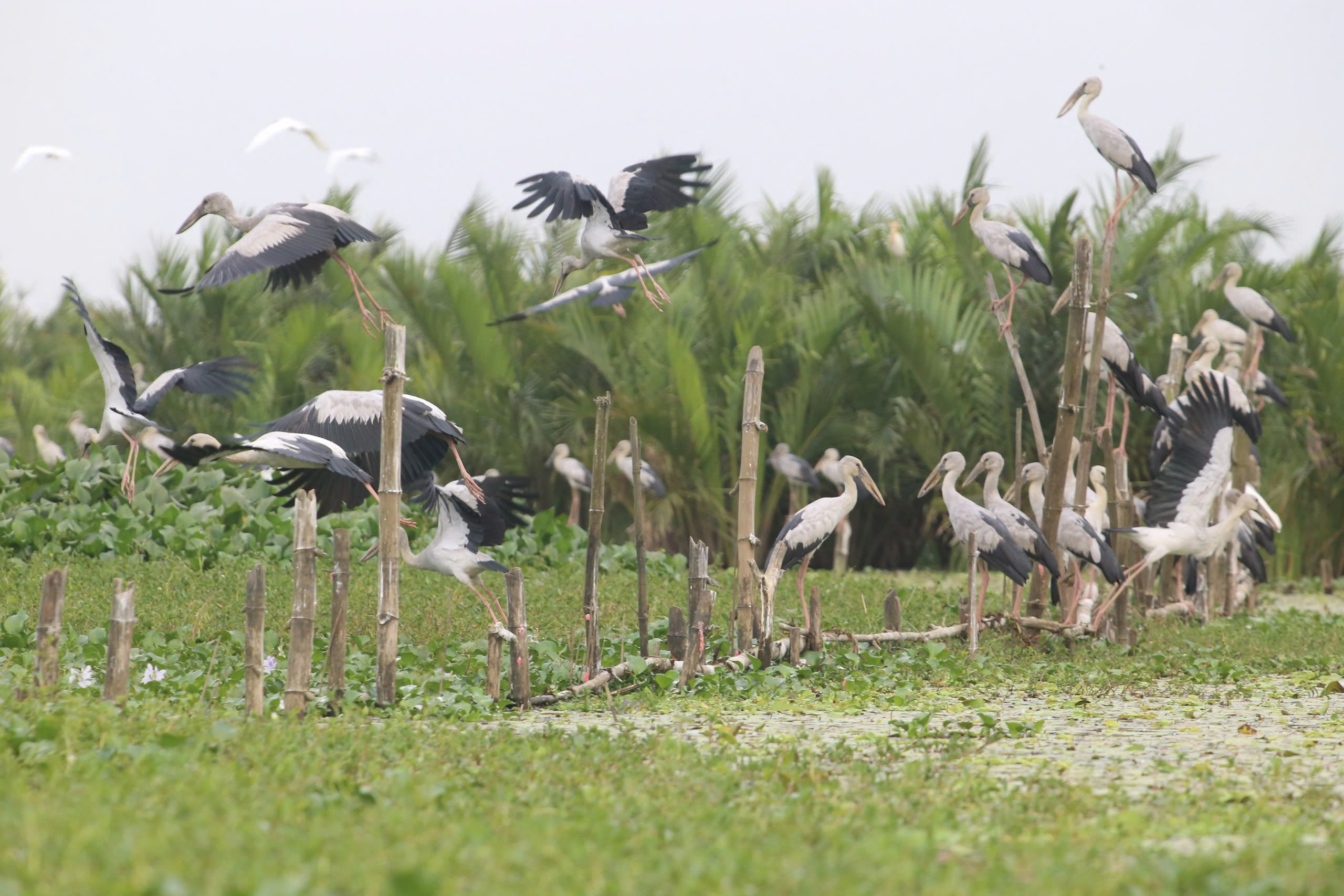 Yên ả sông Đầm - Ảnh 1.