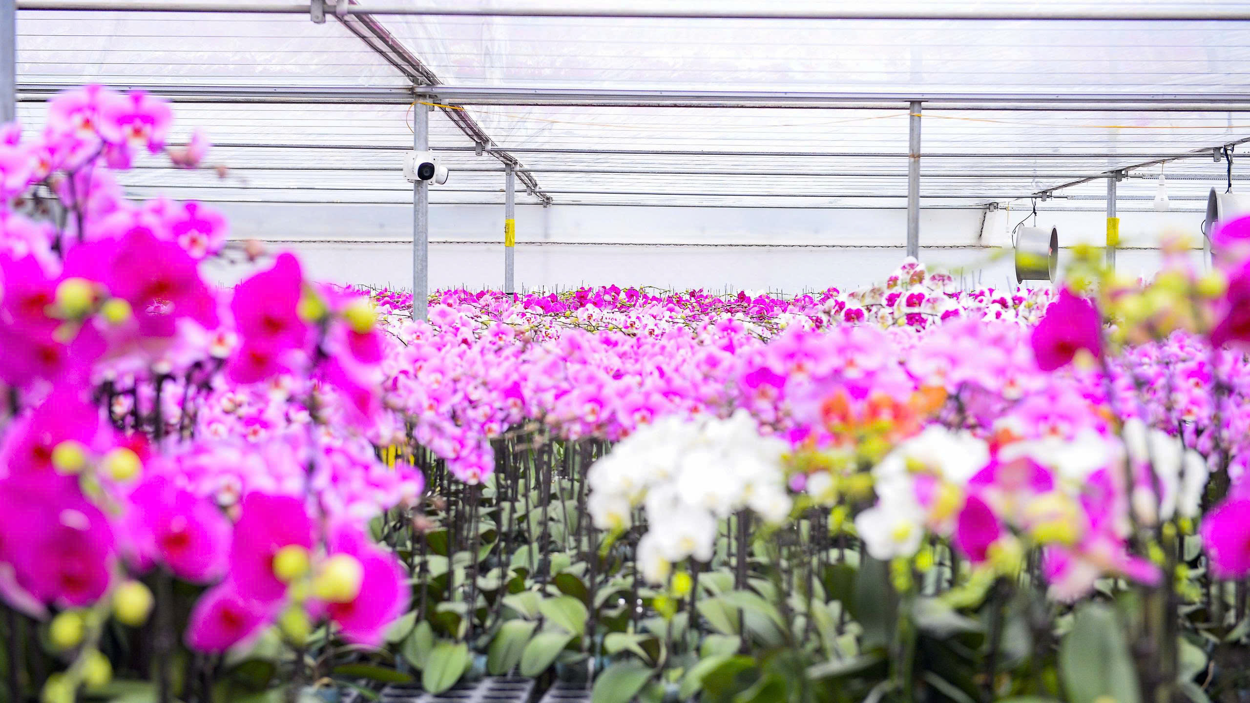 Đầu tư 10 tỉ đồng trồng loài hoa 