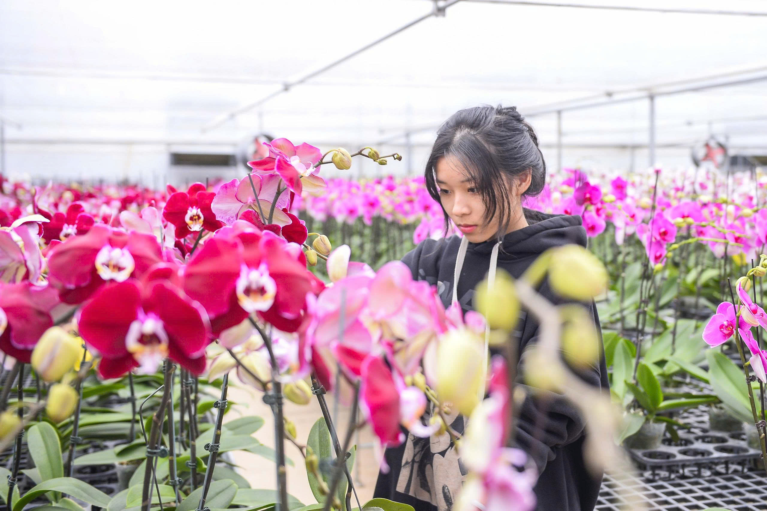 Đầu tư 10 tỉ đồng trồng loài hoa 