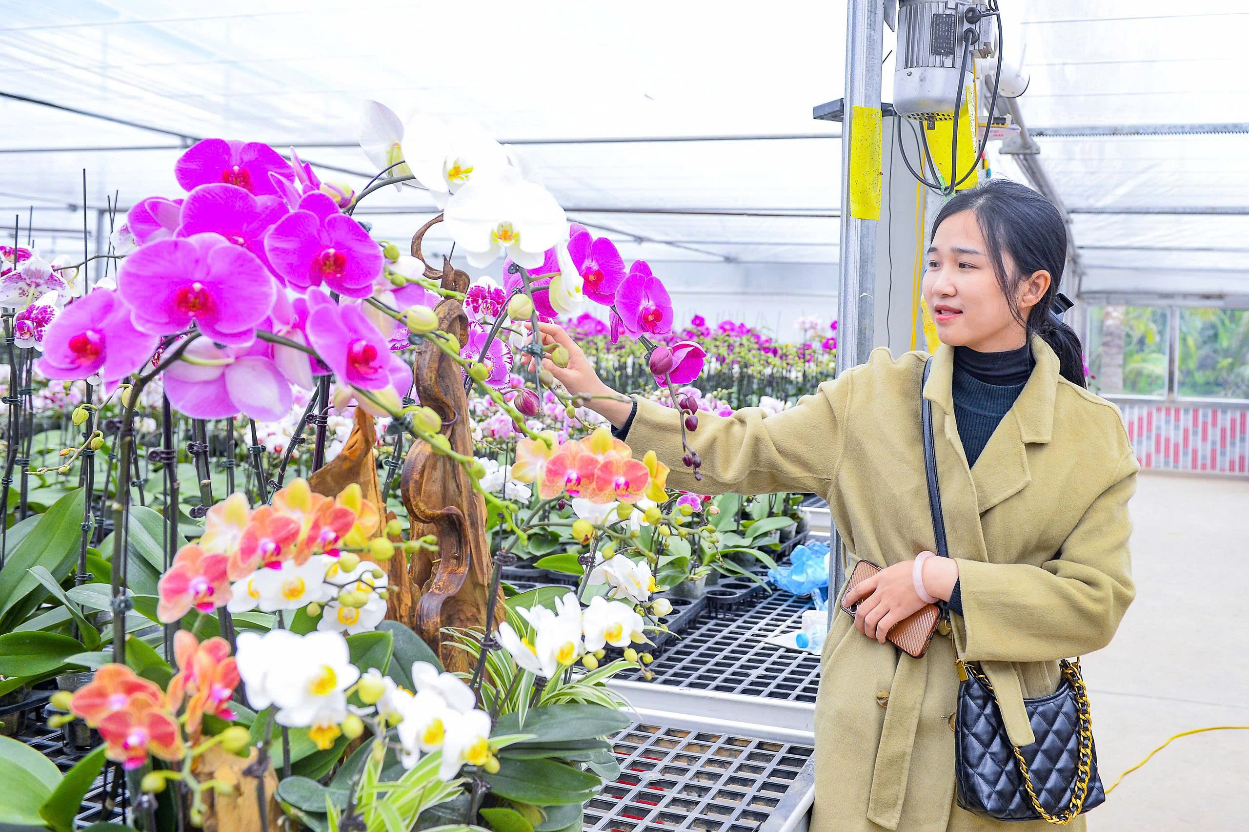 Đầu tư 10 tỉ đồng trồng loài hoa 