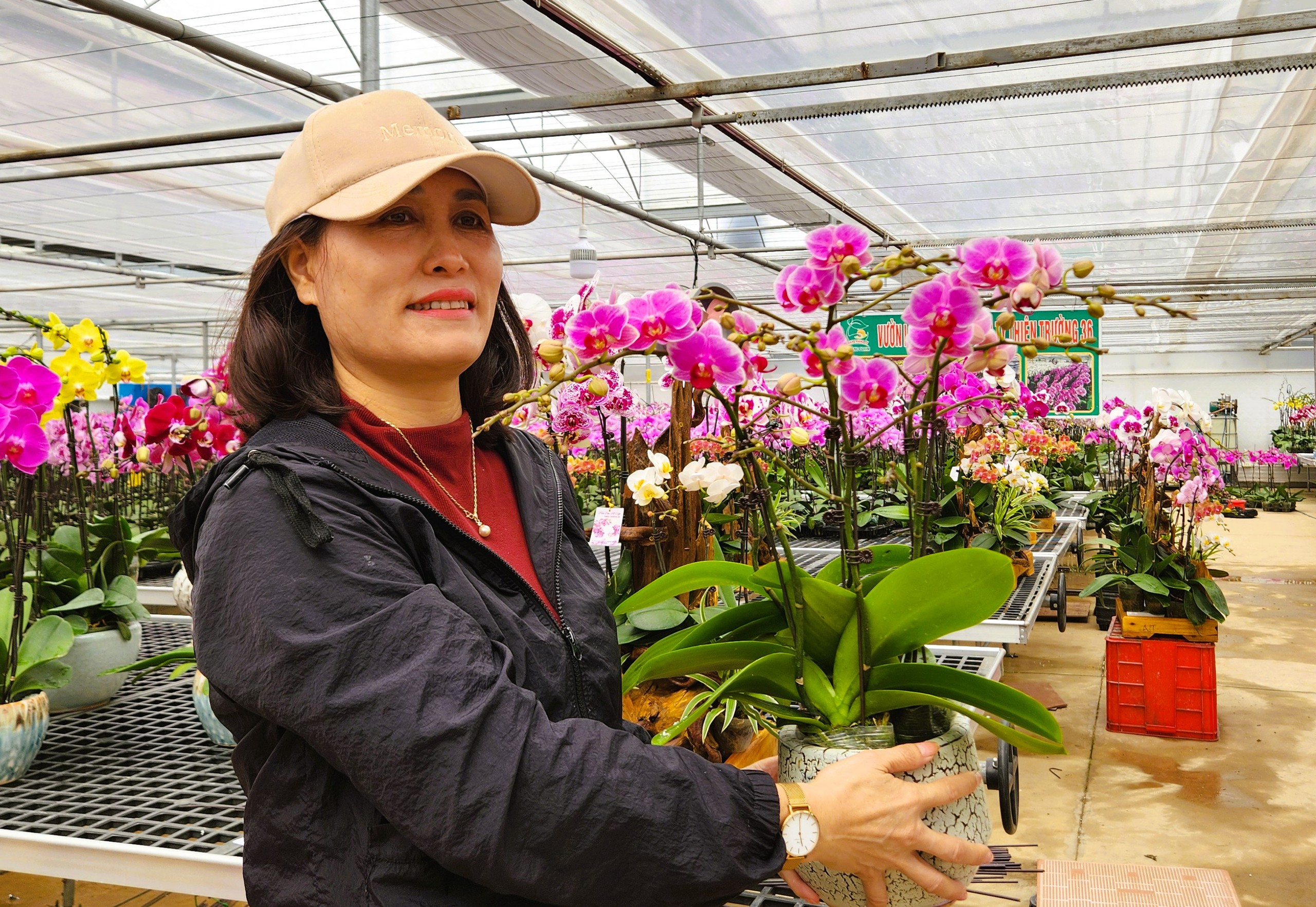 Đầu tư 10 tỉ đồng trồng loài hoa 