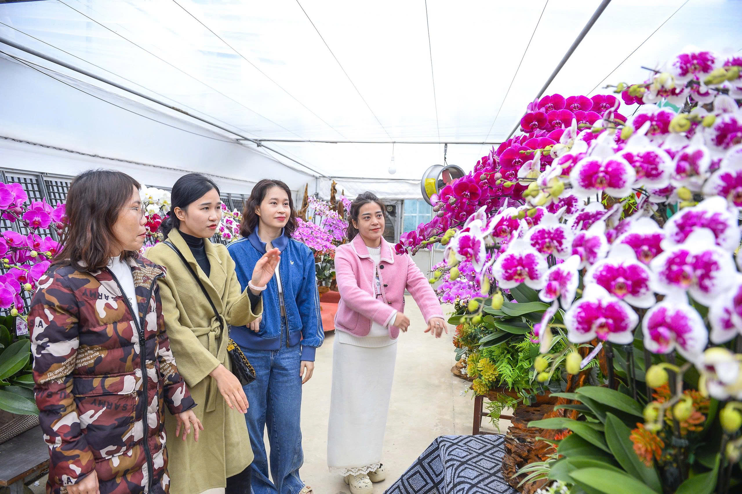 Đầu tư 10 tỉ đồng trồng loài hoa 