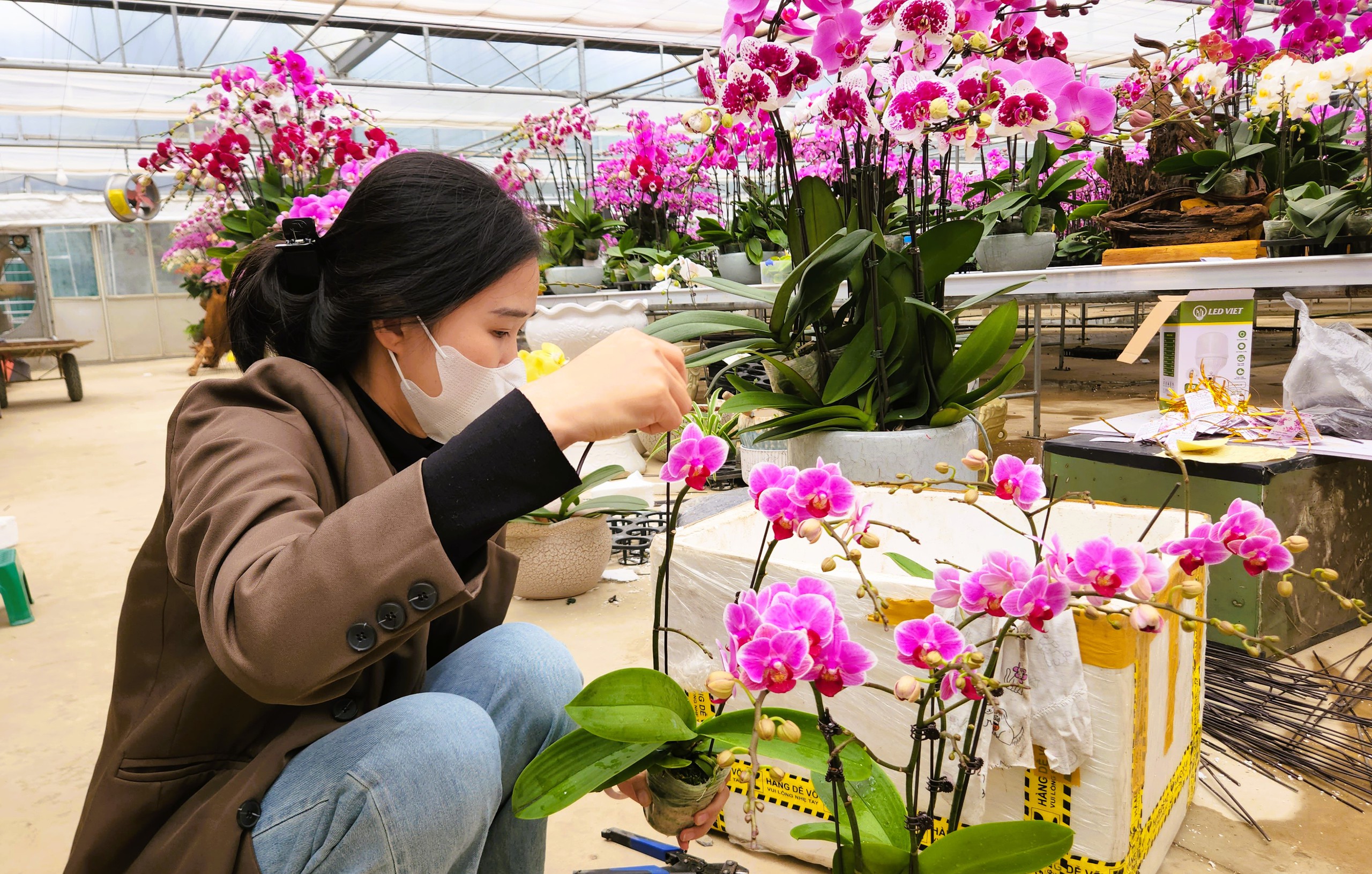 Đầu tư 10 tỉ đồng trồng loài hoa 