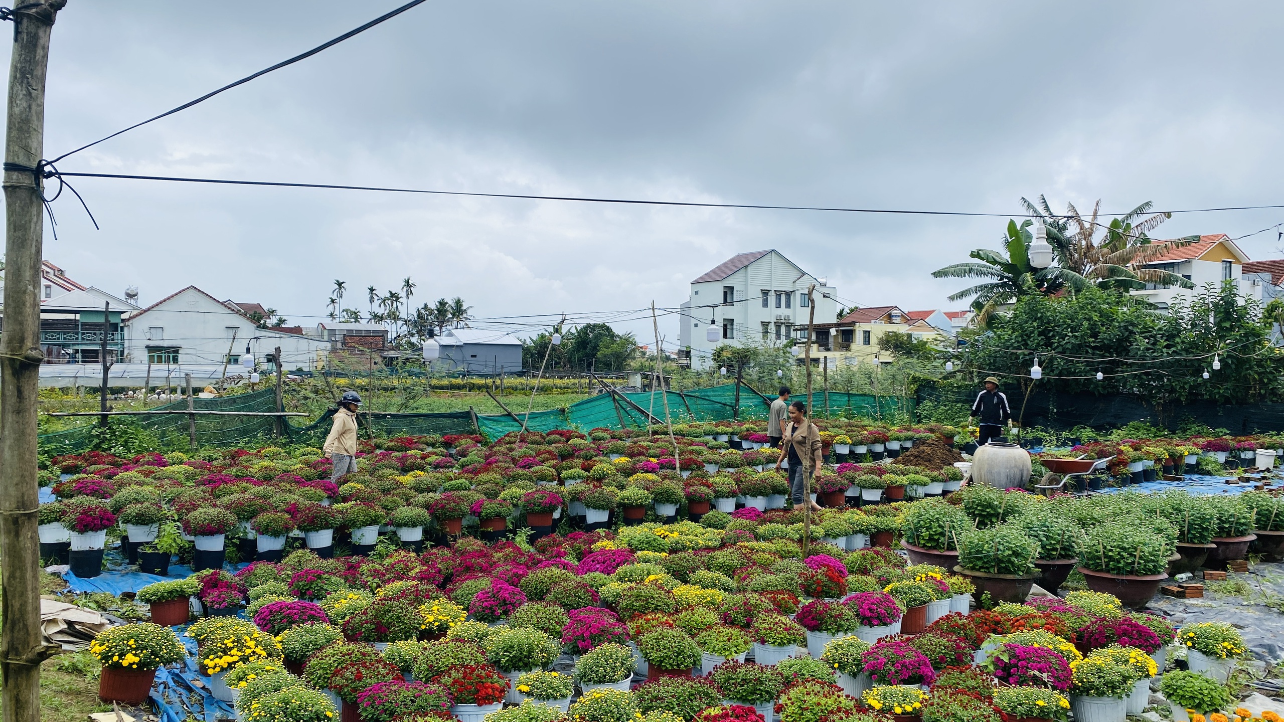 hoa Tết - Ảnh 4.