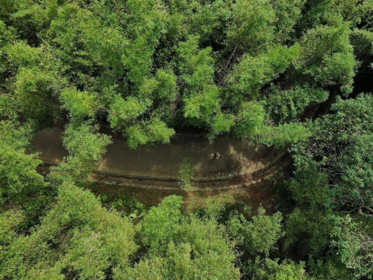 Hình ảnh rừng trúc từ trên cao. Ảnh: Hoàng Hiếu.