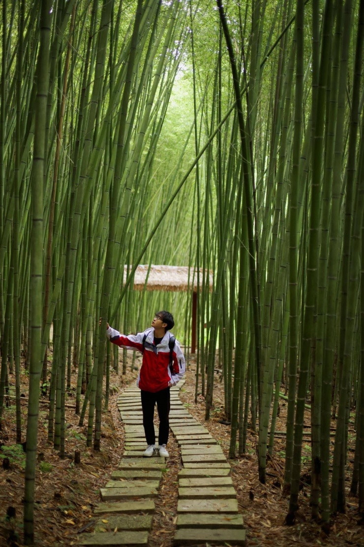 “Mở khóa” rừng trúc xanh mướt tại Cao Bằng đẹp như phim, không kém gì Nhật Bản - 3