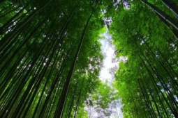 Lạc lối giữa rừng trúc như trong phim kiếm hiệp ở Mù Cang Chải