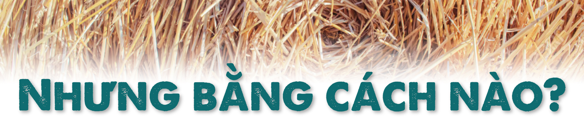 10 năm từ cọng rơm tới những khu vườn rừng: Ngộ nhận, vỡ lẽ và chuyển hóa - Ảnh 3. 10 năm từ cọng rơm tới những khu vườn rừng: Ngộ nhận, vỡ lẽ và chuyển hóa - Ảnh 3.