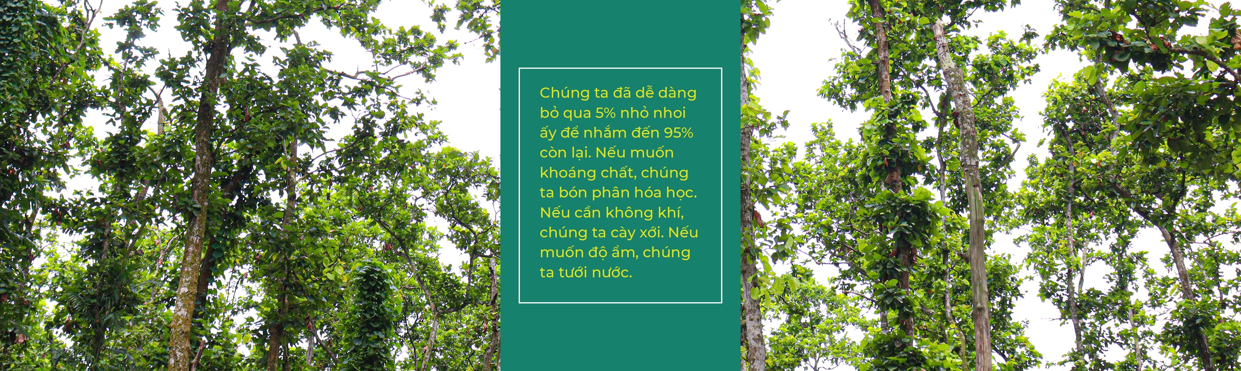 10 năm từ cọng rơm tới những khu vườn rừng: Ngộ nhận, vỡ lẽ và chuyển hóa - Ảnh 4. 10 năm từ cọng rơm tới những khu vườn rừng: Ngộ nhận, vỡ lẽ và chuyển hóa - Ảnh 4.