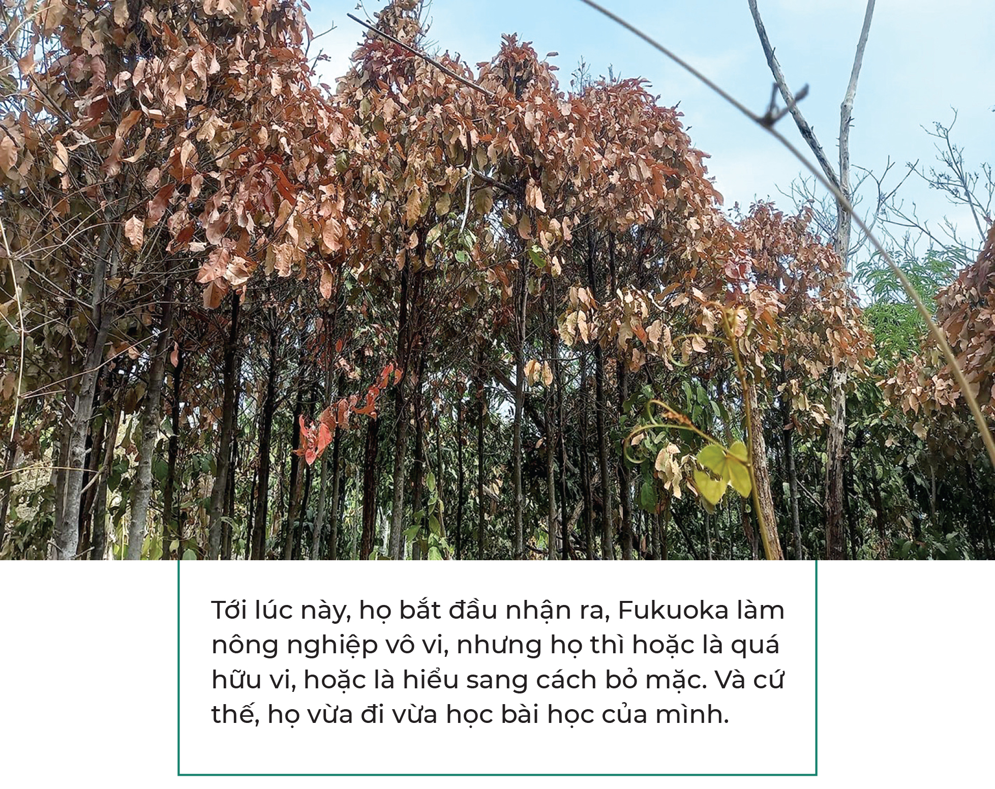 10 năm từ cọng rơm tới những khu vườn rừng: Ngộ nhận, vỡ lẽ và chuyển hóa - Ảnh 9. 10 năm từ cọng rơm tới những khu vườn rừng: Ngộ nhận, vỡ lẽ và chuyển hóa - Ảnh 9.