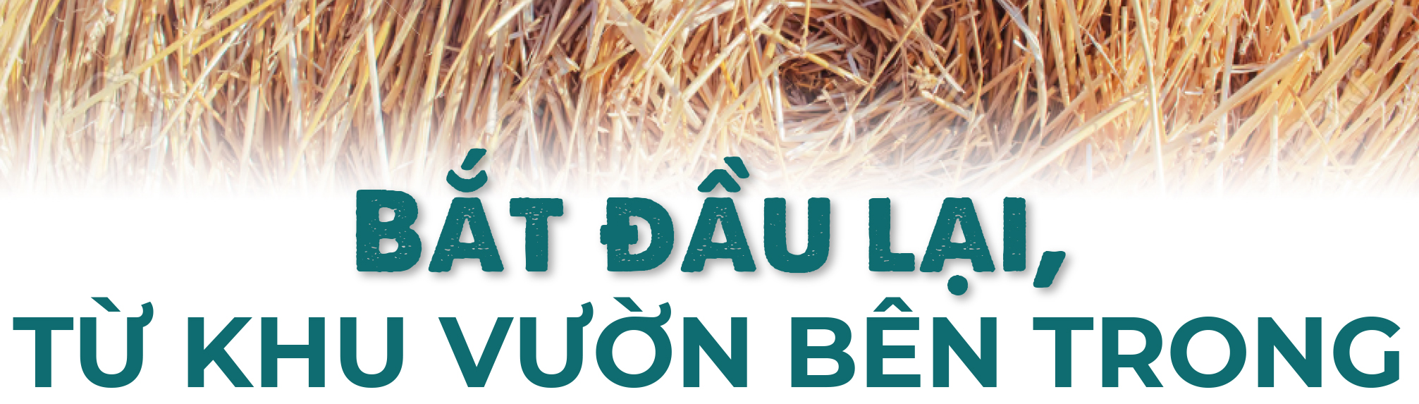 10 năm từ cọng rơm tới những khu vườn rừng: Ngộ nhận, vỡ lẽ và chuyển hóa - Ảnh 10. 10 năm từ cọng rơm tới những khu vườn rừng: Ngộ nhận, vỡ lẽ và chuyển hóa - Ảnh 10.
