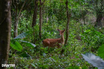 Cúc Phương: Từ rừng nguyên sinh đến "Thủ đô bảo tồn" của Việt Nam
