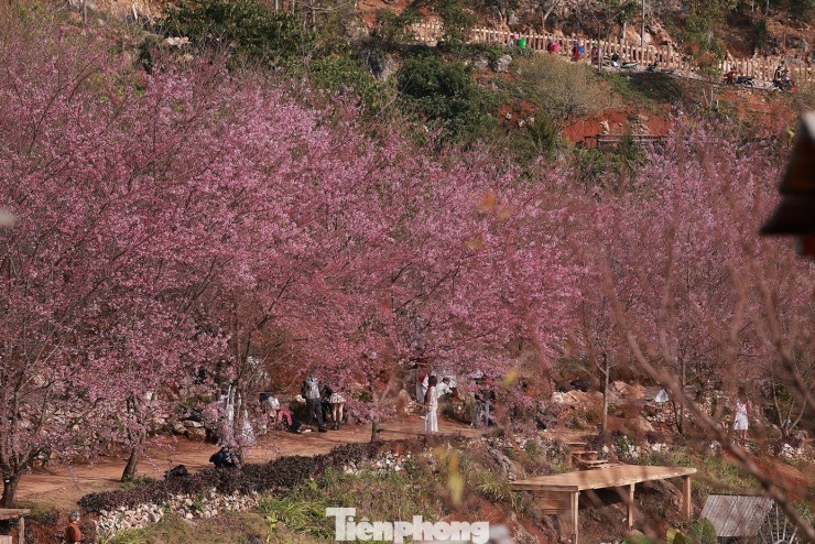 Mai anh đào trên cao nguyên Mộc Châu vào mùa đẹp nhất năm - 2