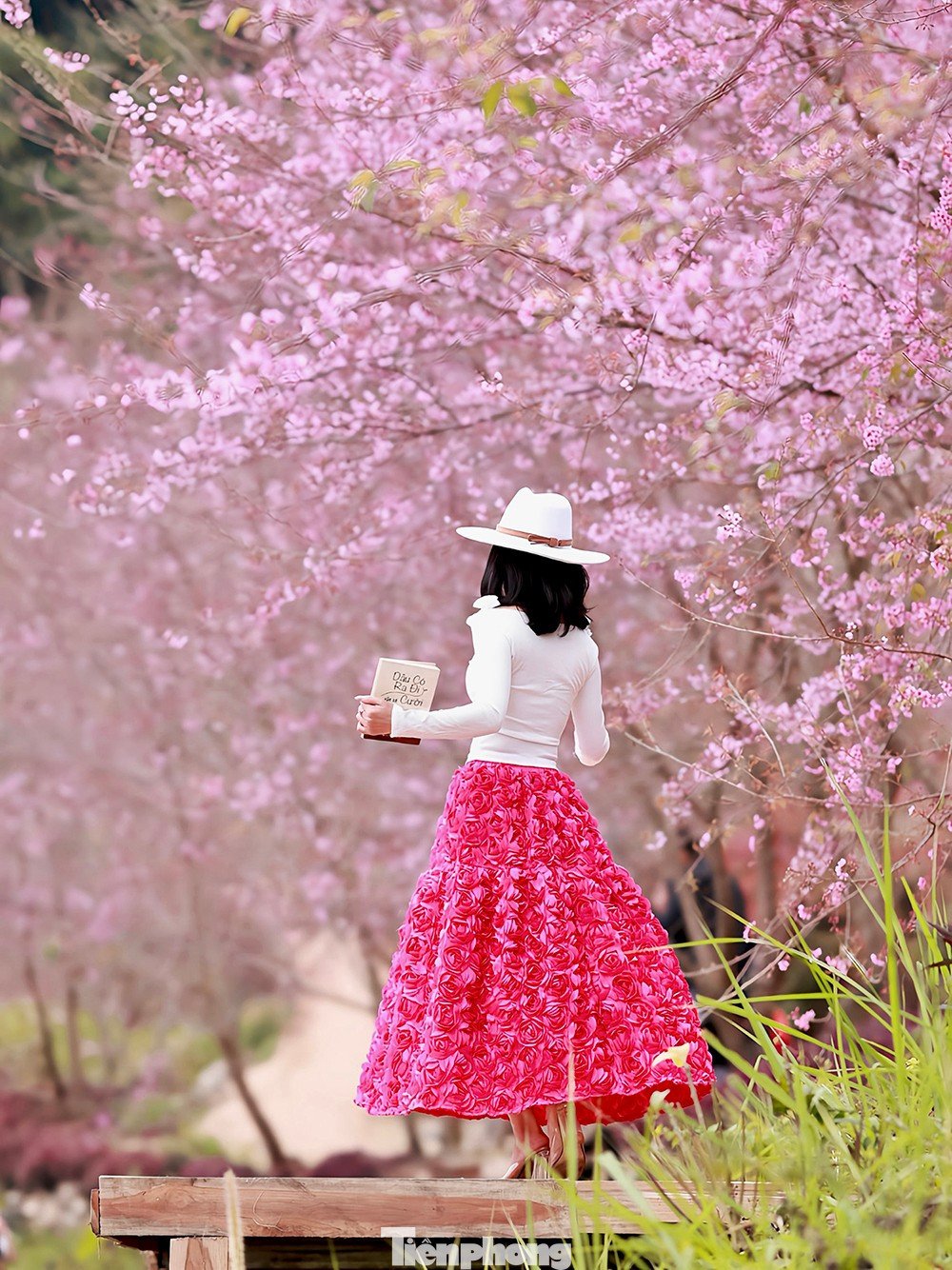 Mai anh đào trên cao nguyên Mộc Châu vào mùa đẹp nhất năm - 4