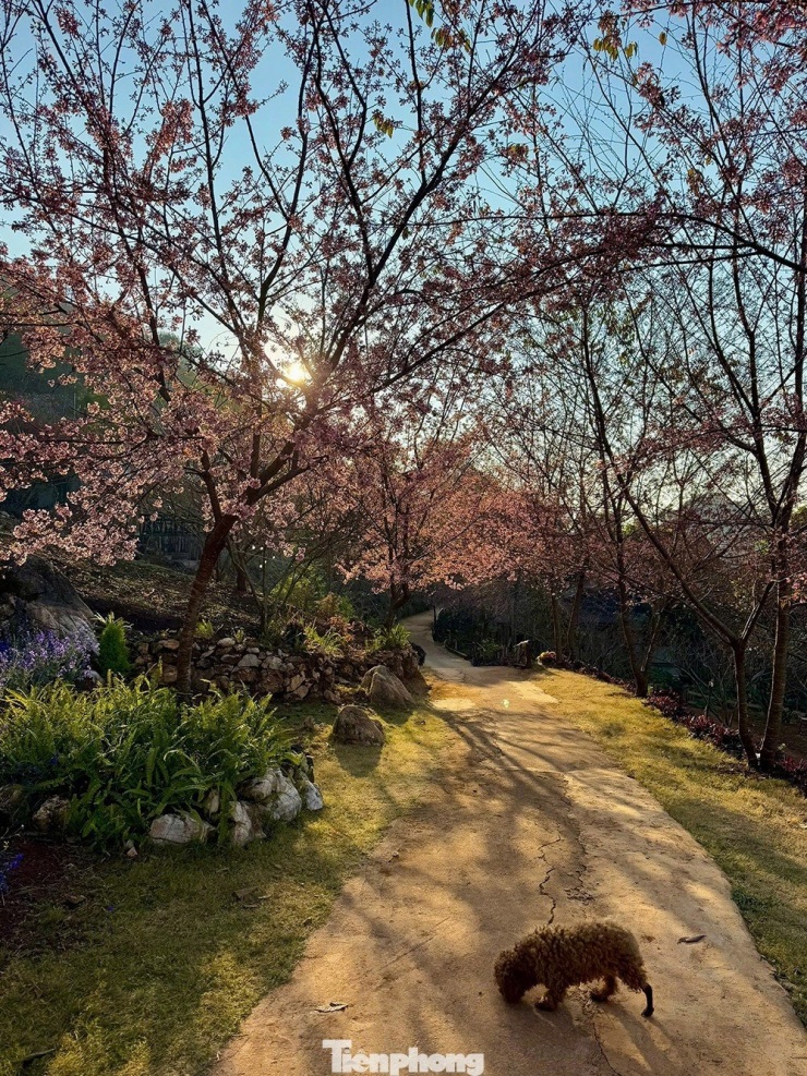 Mai anh đào trên cao nguyên Mộc Châu vào mùa đẹp nhất năm - 6