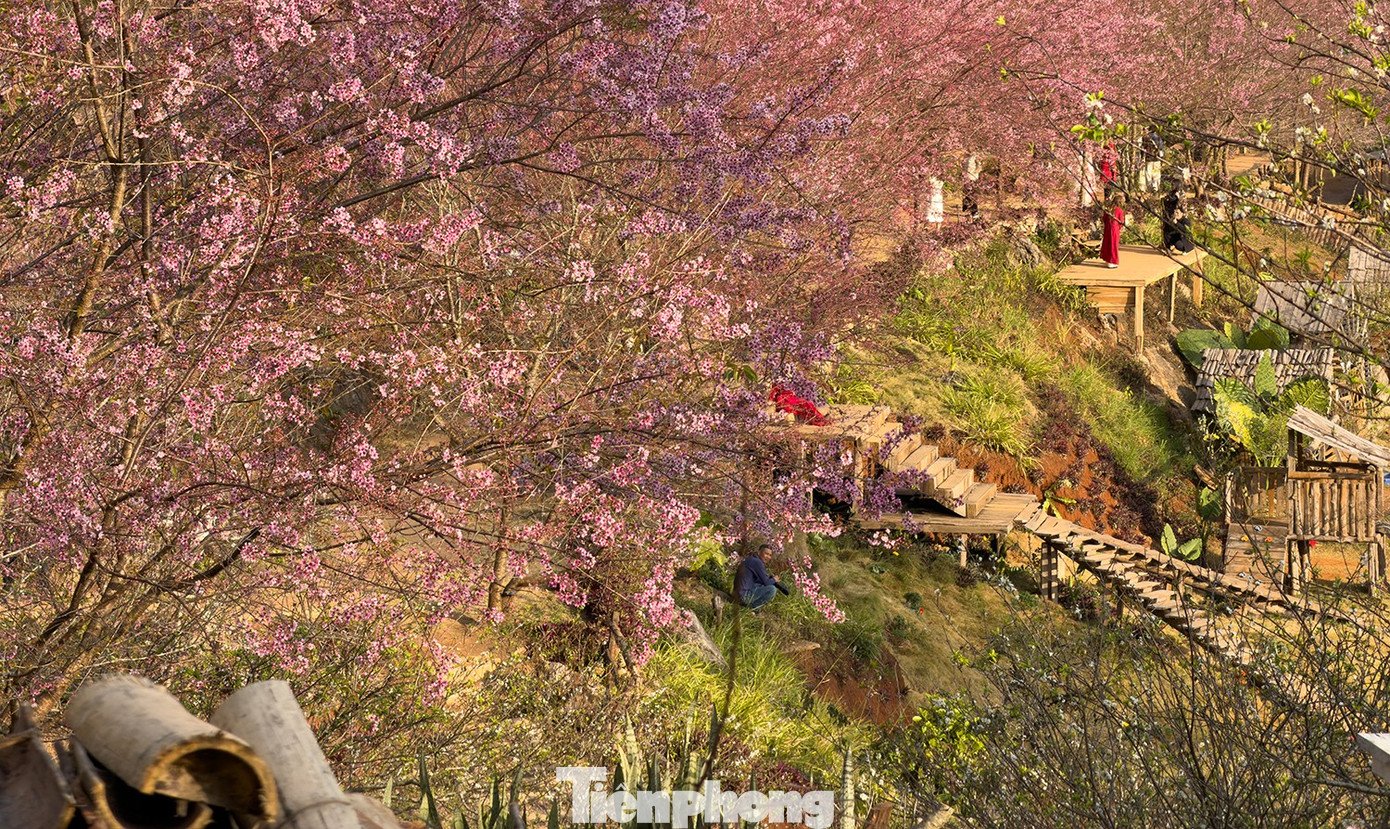 Mai anh đào trên cao nguyên Mộc Châu vào mùa đẹp nhất năm - 10