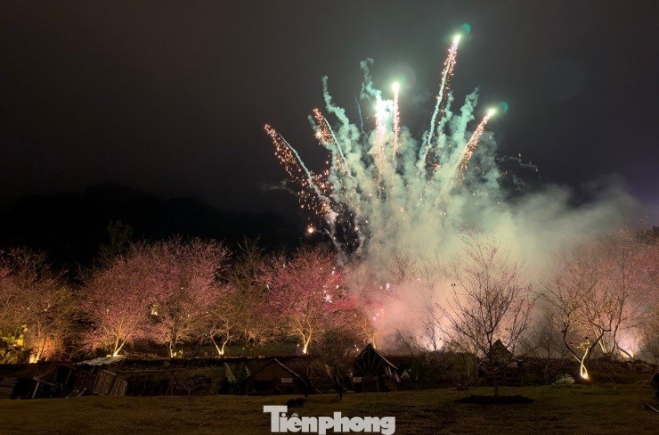 Mai anh đào trên cao nguyên Mộc Châu vào mùa đẹp nhất năm - 12