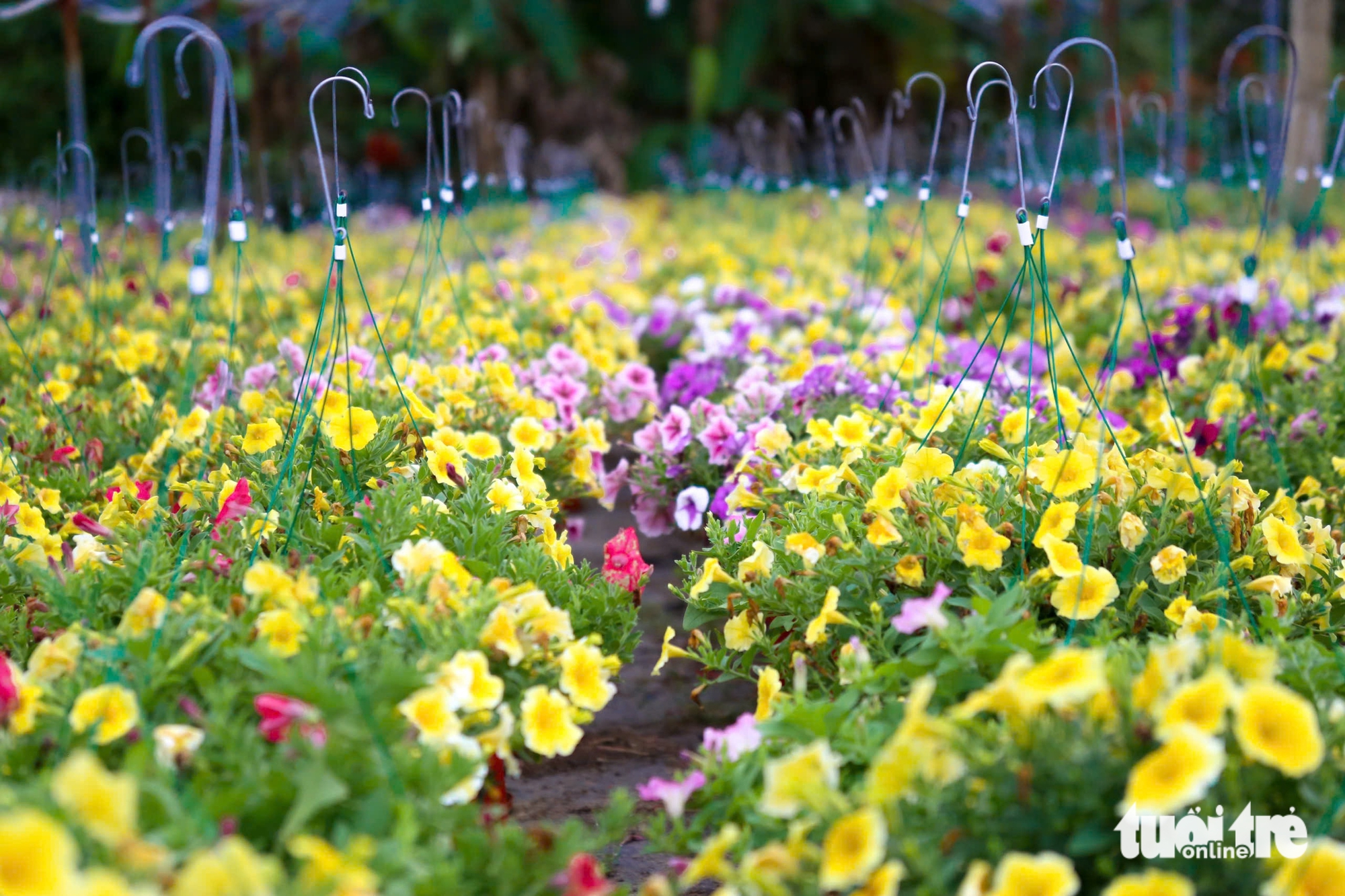 Xuân về trên các vựa hoa Tết Đà Nẵng: Dự kiến giá hoa không tăng 2 Xuân về trên các vựa hoa Tết Đà Nẵng: Dự kiến giá hoa không tăng - Ảnh 2.