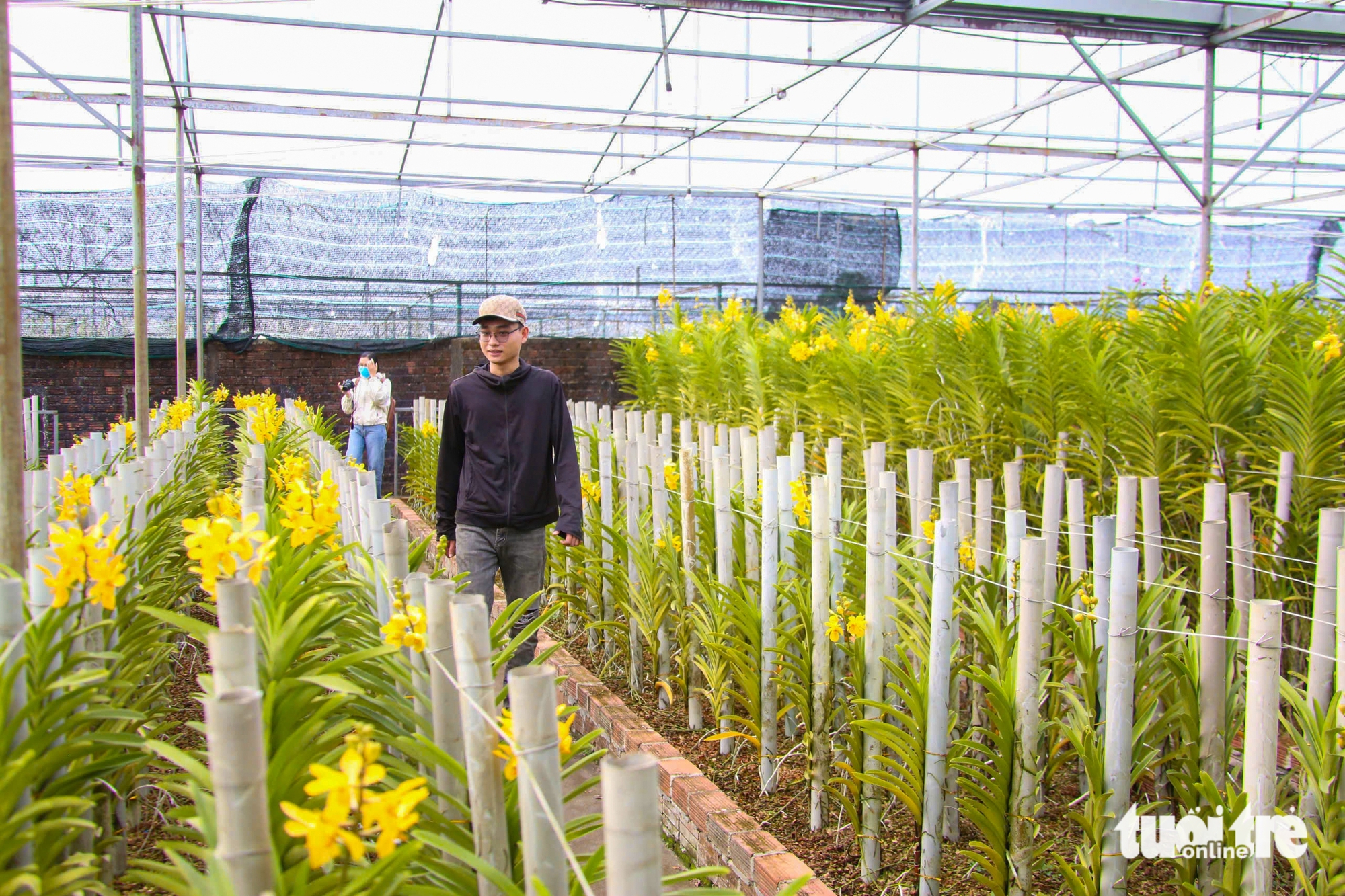 Xuân về trên các vựa hoa Tết Đà Nẵng: Dự kiến giá hoa không tăng 3 Xuân về trên các vựa hoa Tết Đà Nẵng: Dự kiến giá hoa không tăng - Ảnh 3.