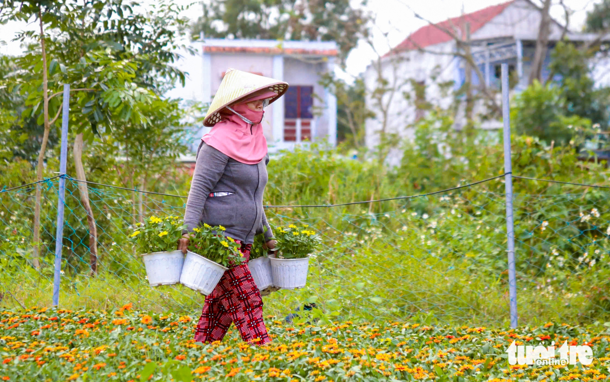 Xuân về trên các vựa hoa Tết Đà Nẵng: Dự kiến giá hoa không tăng 4 Xuân về trên các vựa hoa Tết Đà Nẵng: Dự kiến giá hoa không tăng - Ảnh 4.